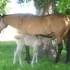 Grullo stud colt