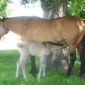 Grullo stud colt