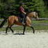 Big Pretty Reg Buckskin Morgan Mare...Endless Potential