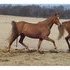 Two NSH mares - ELIGIBLE TO BE REGISTERED