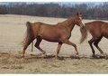 Two NSH mares - ELIGIBLE TO BE REGISTERED