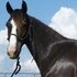 Howfy-Handsome Smaller Gaited Gelding