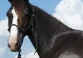 Howfy-Handsome Smaller Gaited Gelding