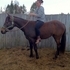 Young quite riding horse.. lessons? 