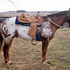 Beautiful Appaloosa Gelding