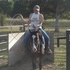 Broke bay mare