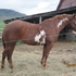 Chestnut Overo Mare