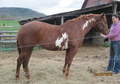 Chestnut Overo Mare