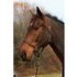 Must sell!! Training level eventer; show jumper