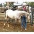 * Trade for Pony! * Here is one AWESOME colt!!!