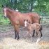 BROODMARE *AWESOME PERFORMANCE BLOODLINES!  
