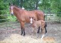 BROODMARE *AWESOME PERFORMANCE BLOODLINES!  