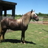 Johnson's Toby Stallion