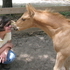 2012 Palomino cutting bred stud colt