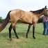 2009 Buckskin Mare
