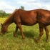 George Strait broodmare