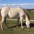 Prancing Timid is solid breeding stock paint mare.