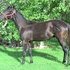 Sharp black yearling built to do it all