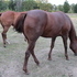 Recip Mare, Recip Mare, Recip Mare