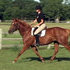 Stunning Donnerhall Pedigree- 3 yo STARTED! 