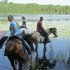 Gelding by THE HUNTER