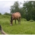 Red Dun Mare