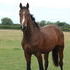 *VIDEO* GORGEOUS 2yro Holsteiner colt!