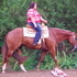 AQHA All Around Gelding
