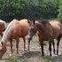 looking for this mare