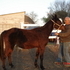 Registered Half Arabian Gelding