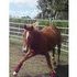 Futurity Prospect