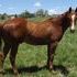 2011 APHA sorrel gelding 