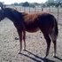 yearling stud colt