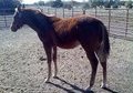 yearling stud colt