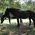 black mare