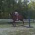 Sweet Arab Mare 