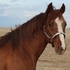 Genuine Doc son- standing at stud- Genine Red Doc