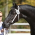 Friesian Mare for lease