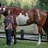 Super flashy, athletic jumper/eventer type