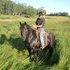 registered, all black gelding, trained to ride and drive