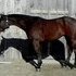 POINT EARNER IN HUNTER UNDER SADDLE AND ENGLISH EQ *price neg*
