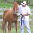 www.peruvianhorsesoflvf.com