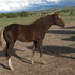 Handsome 2012 Sorrel APHA Colt