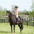 Safe Flashey Gelding 