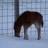 Friendly and active Stud colt for sale