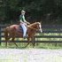 www.peruvianhorsesoflvf.com