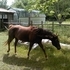Needs a Job**Reduced***
