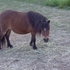 3 Fun Size Mares
