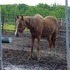 Friendly QH filly