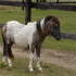 World Class Miniature Stallion